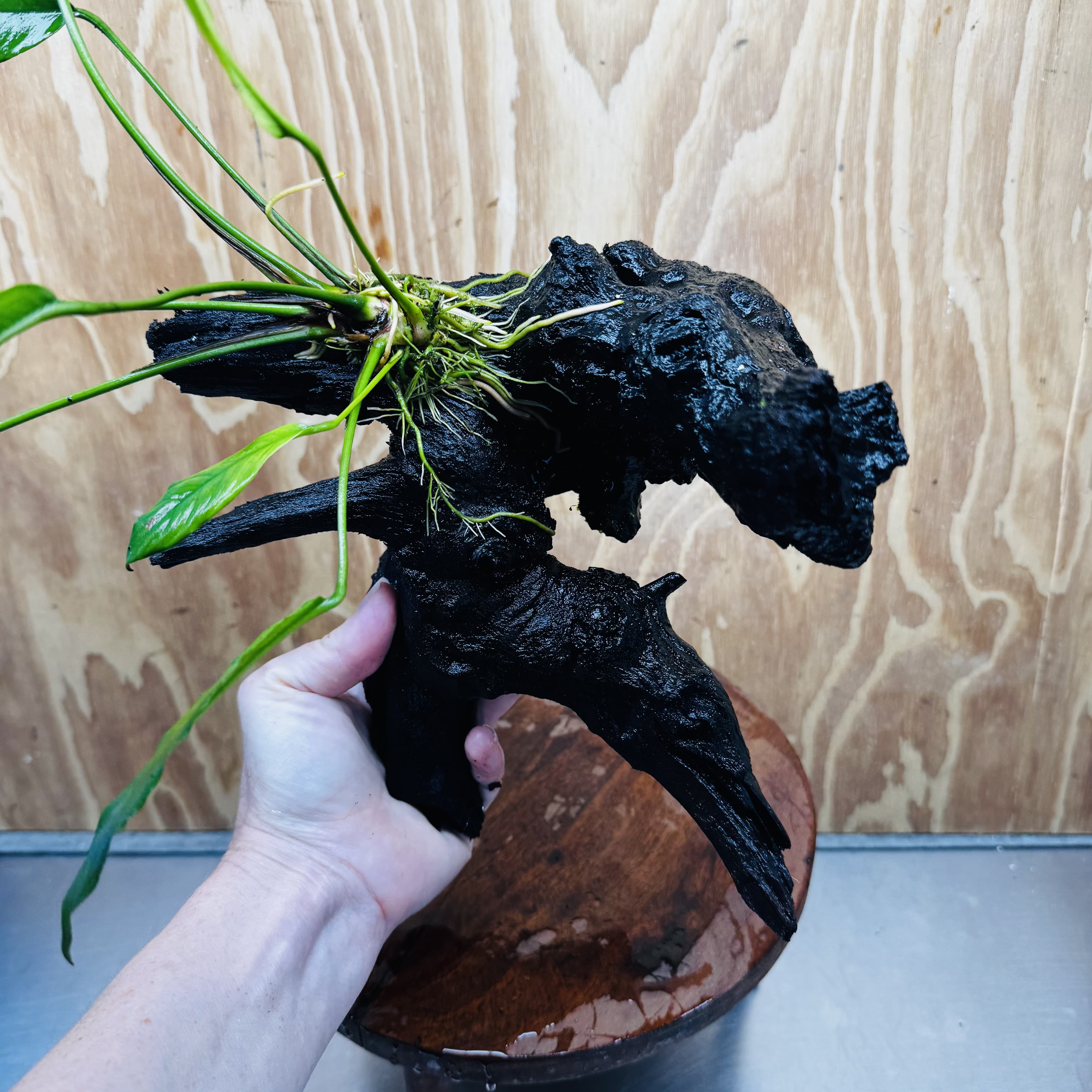 Pisces Enterprises One Only Anubias 'Afzelli' on Large Driftwood Creation - ONE ONLY Anubias Afzelli on Large Driftwood - One Only (B) Scapeshop Australia