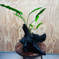 Pisces Enterprises One Only Anubias 'Afzelli' on Large Driftwood Creation - ONE ONLY Anubias Afzelli on Large Driftwood - One Only (B) Scapeshop Australia