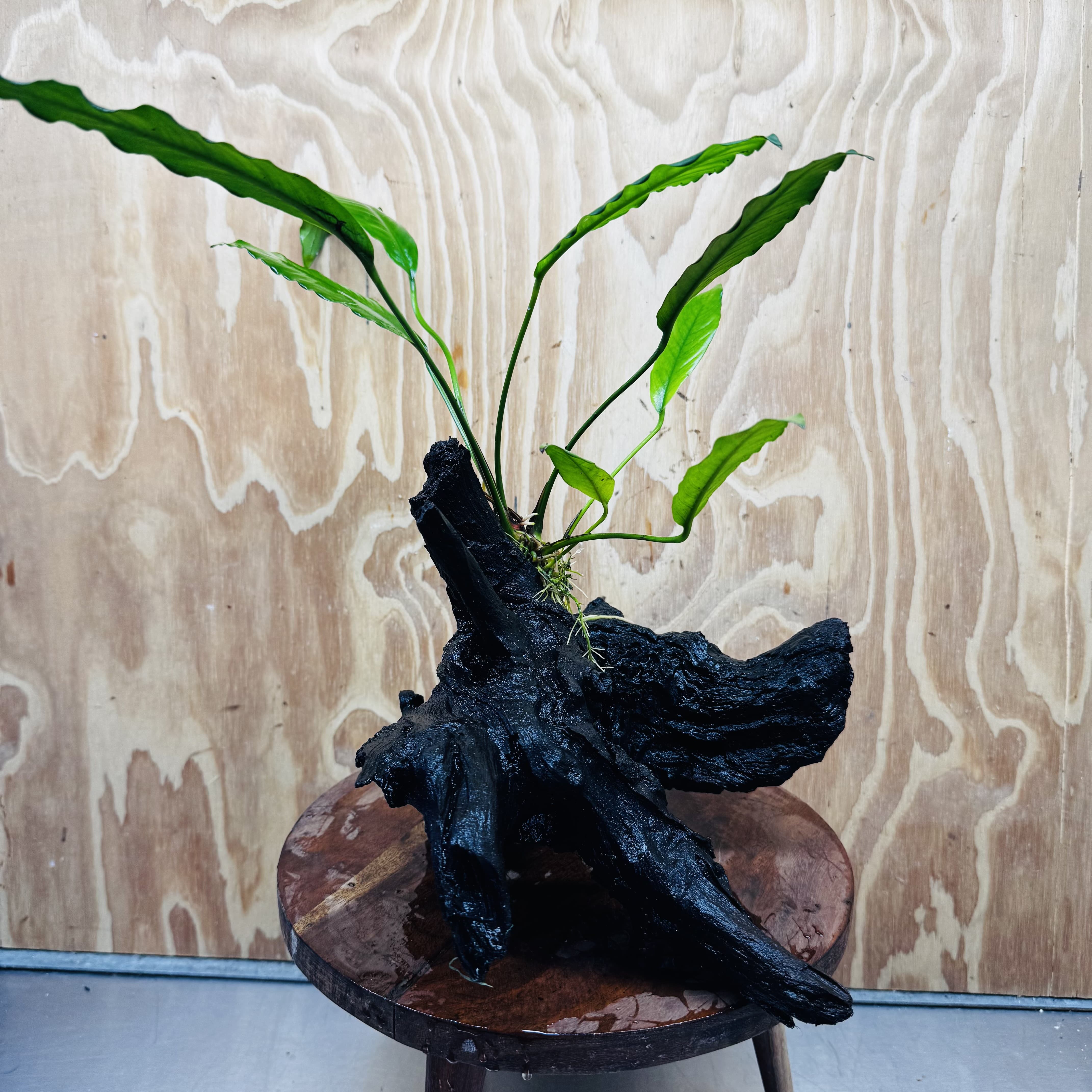 Pisces Enterprises One Only Anubias 'Afzelli' on Large Driftwood Creation - ONE ONLY Anubias Afzelli on Large Driftwood - One Only (B) Scapeshop Australia