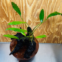 Pisces Enterprises One Only Anubias 'Afzelli' on Large Driftwood Creation - ONE ONLY Anubias Afzelli on Large Driftwood - One Only (B) Scapeshop Australia