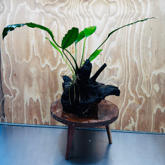 Pisces Enterprises One Only Anubias 'Afzelli' on Large Driftwood Creation - ONE ONLY Anubias Afzelli on Large Driftwood - One Only (B) Scapeshop Australia