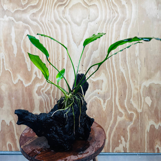 Pisces Enterprises One Only Anubias 'Afzelli' on Large Driftwood Creation - ONE ONLY Anubias Afzelli on Large Driftwood - One Only (B) Scapeshop Australia