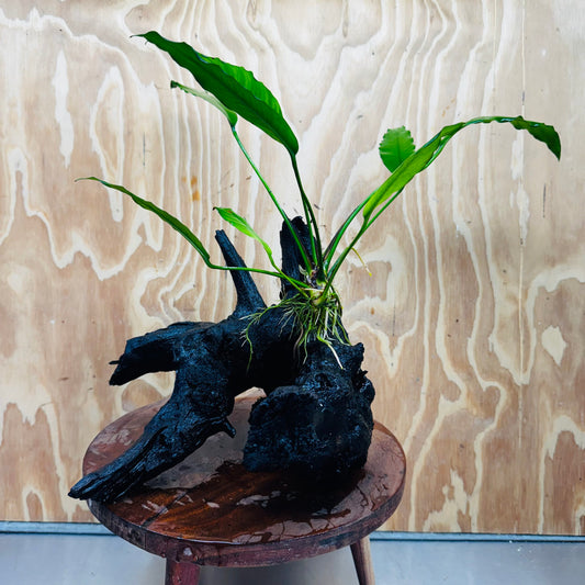 Pisces Enterprises One Only Anubias 'Afzelli' on Large Driftwood Creation - ONE ONLY Anubias Afzelli on Large Driftwood - One Only (B) Scapeshop Australia