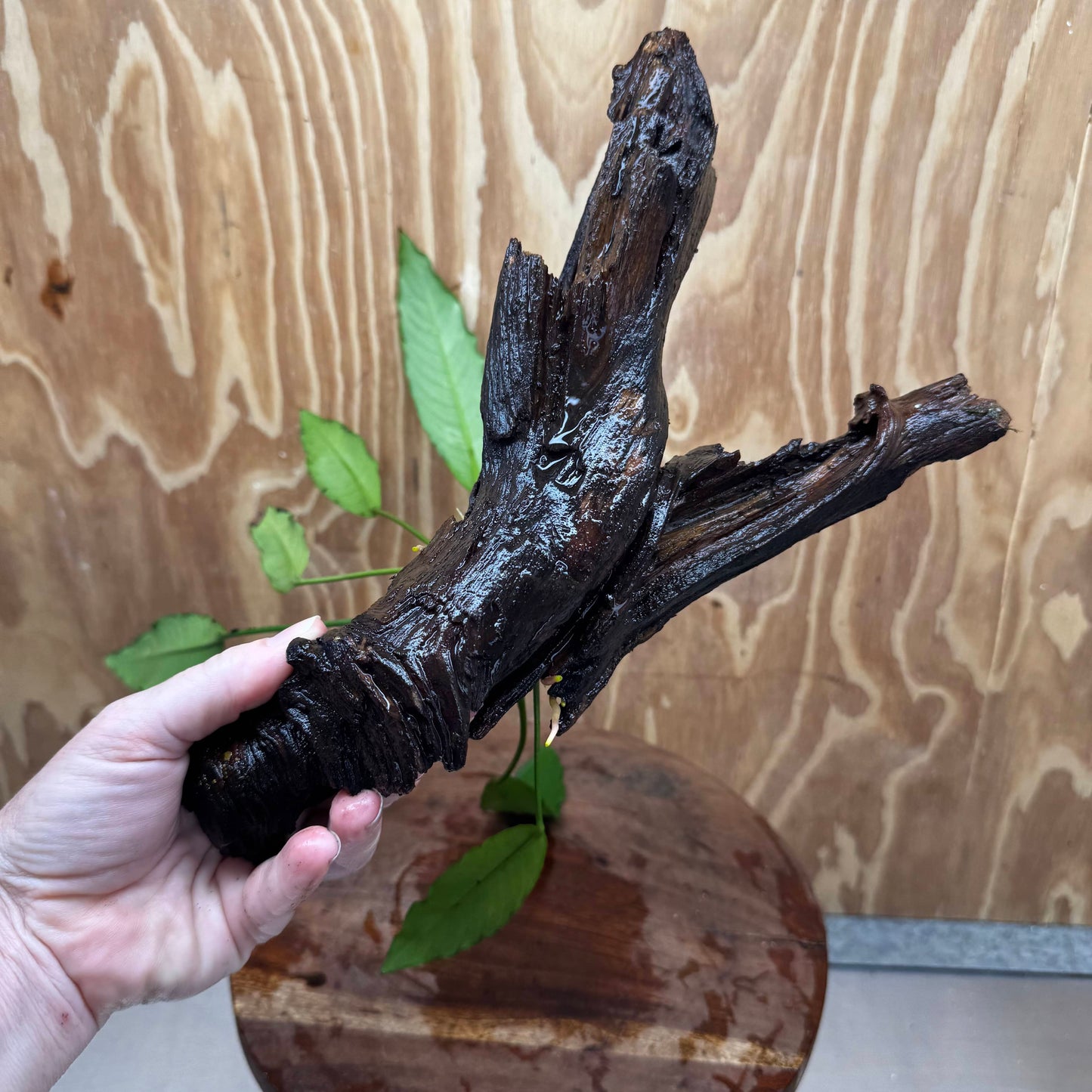 Pisces Enterprises One Only Anubias 'Afzelli' on Large Driftwood Creation - ONE ONLY - Elegant Shop for Anubias Afzelli Aquatic Plant Driftwood Creation in Australia