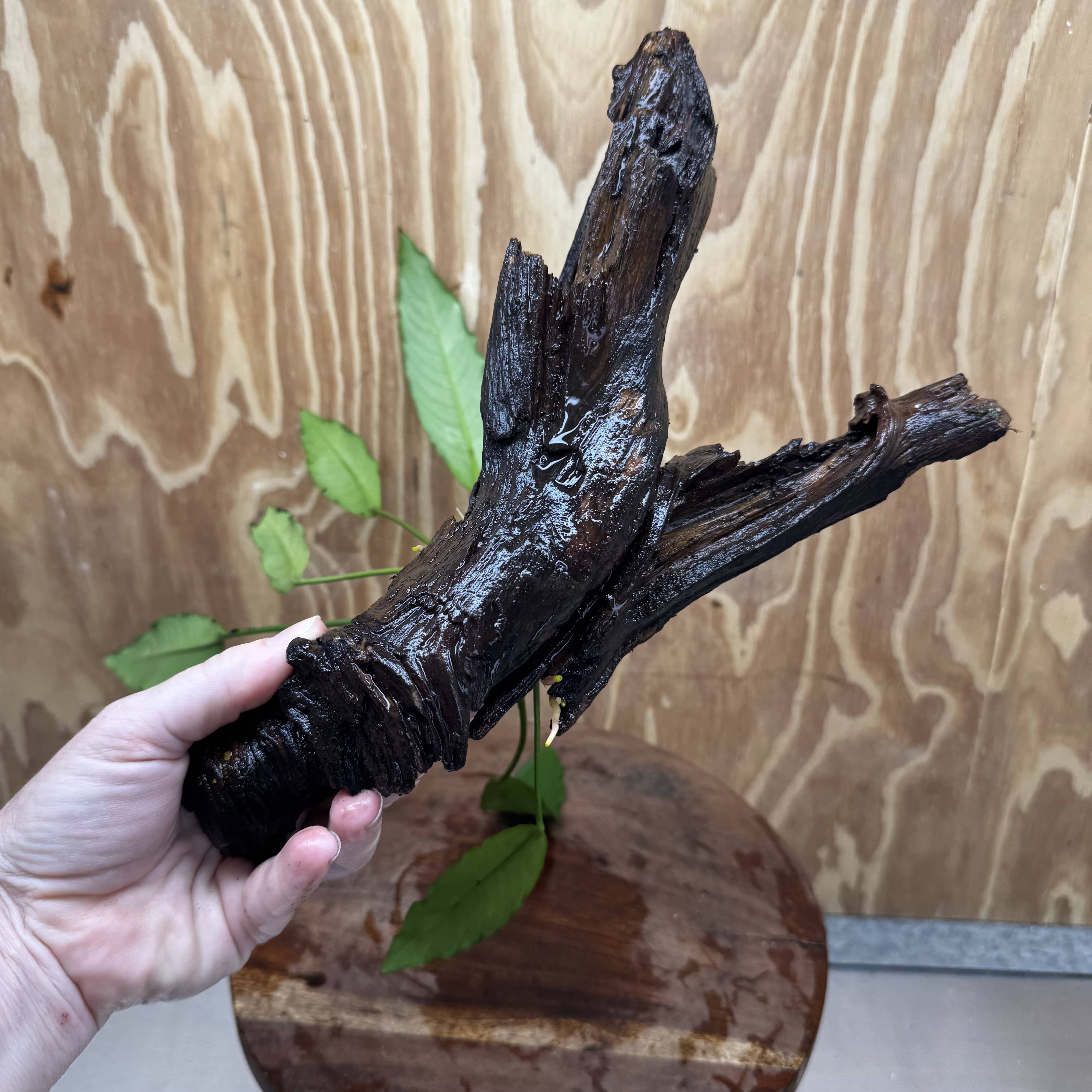 Pisces Enterprises One Only Anubias 'Afzelli' on Large Driftwood Creation - ONE ONLY - Elegant Shop for Anubias Afzelli Aquatic Plant Driftwood Creation in Australia