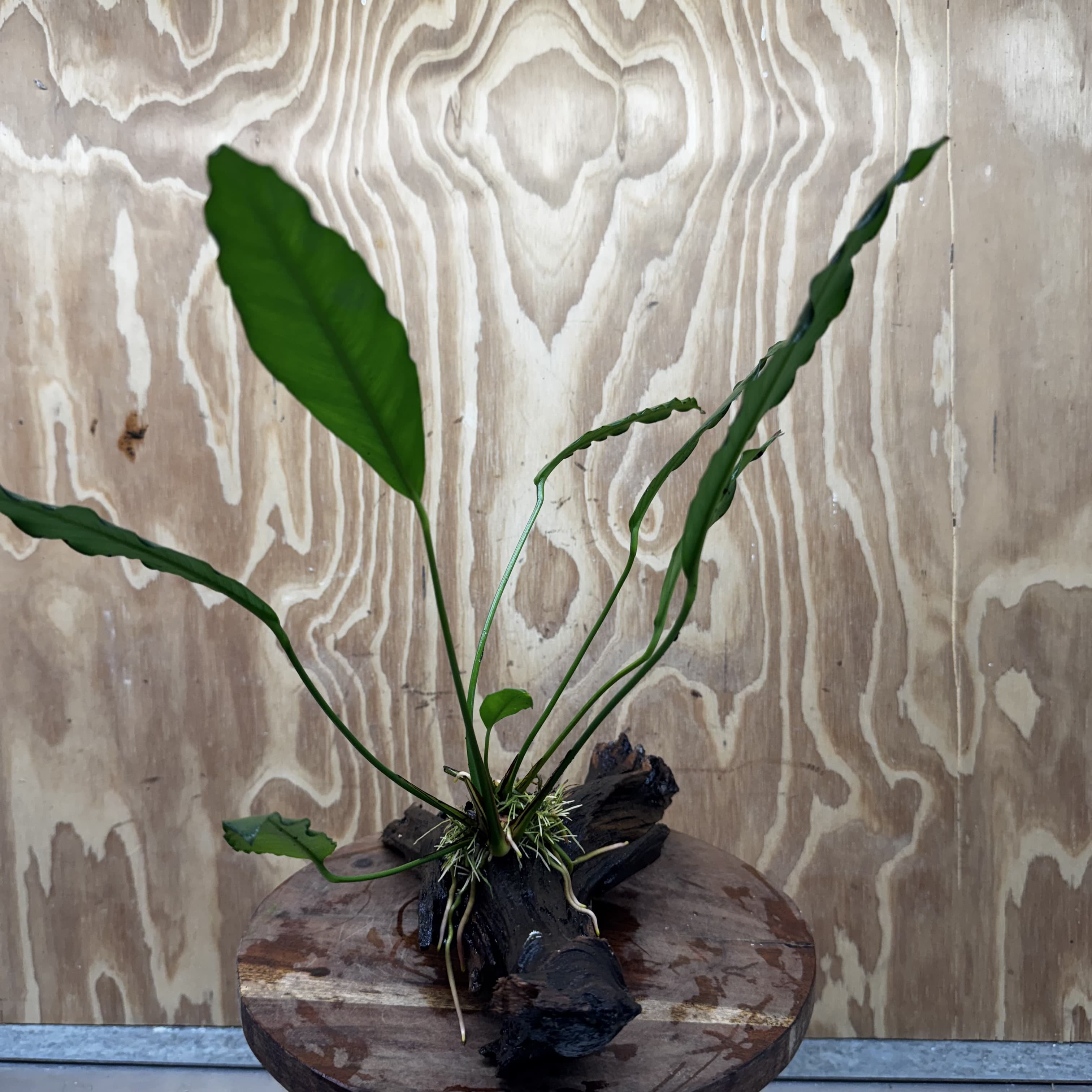 Pisces Enterprises One Only Anubias 'Afzelli' on Large Driftwood Creation - ONE ONLY - Elegant Shop for Anubias Afzelli Aquatic Plant Driftwood Creation in Australia