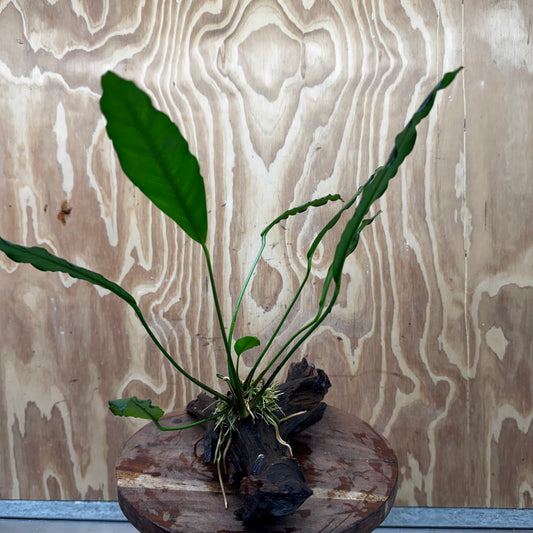Pisces Enterprises One Only Anubias 'Afzelli' on Large Driftwood Creation - ONE ONLY - Elegant Shop for Anubias Afzelli Aquatic Plant Driftwood Creation in Australia