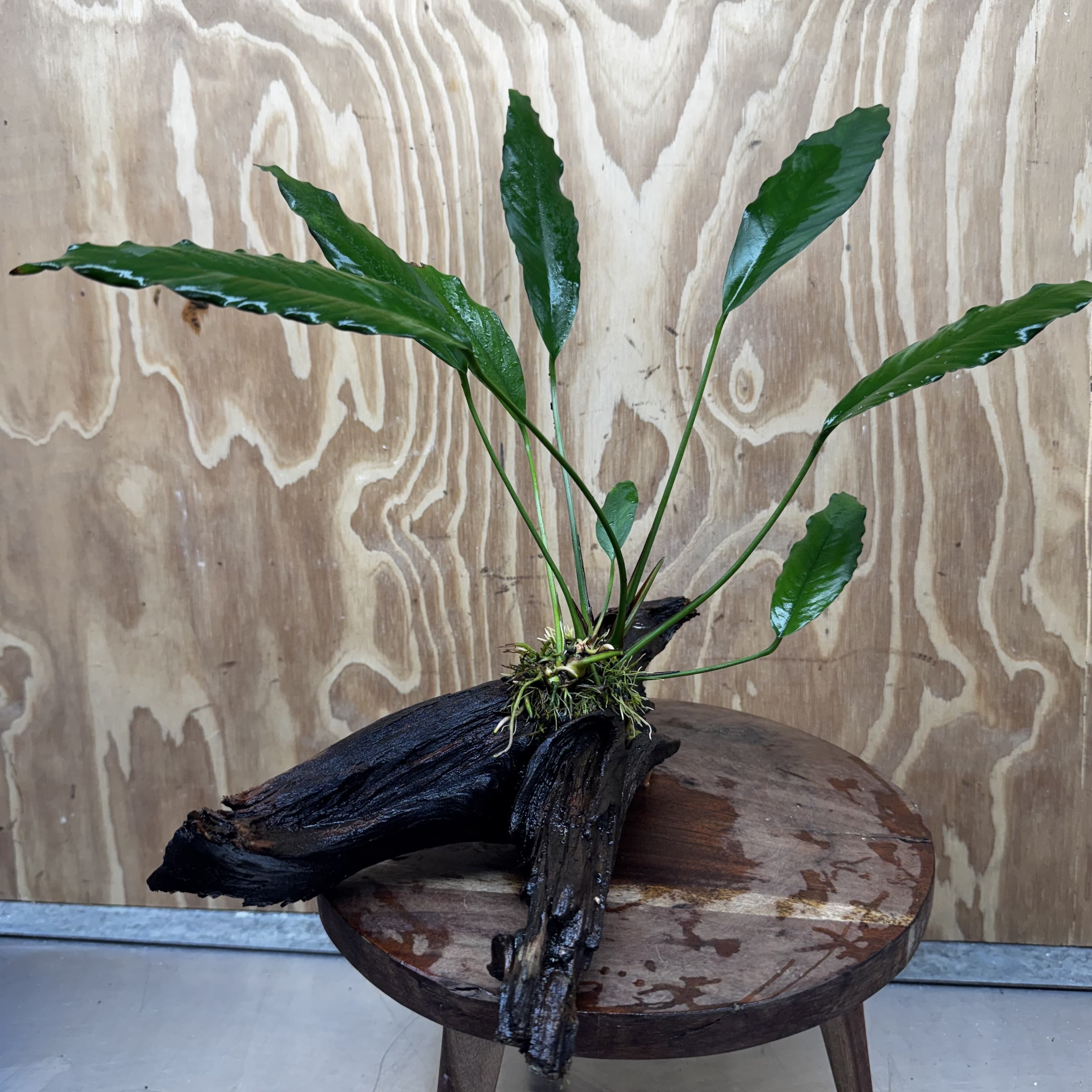 Pisces Enterprises One Only Anubias 'Afzelli' on Large Driftwood Creation - ONE ONLY - Elegant Shop for Anubias Afzelli Aquatic Plant Driftwood Creation in Australia