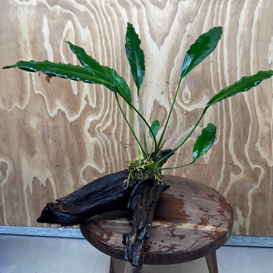 Pisces Enterprises One Only Anubias 'Afzelli' on Large Driftwood Creation - ONE ONLY - Elegant Shop for Anubias Afzelli Aquatic Plant Driftwood Creation in Australia