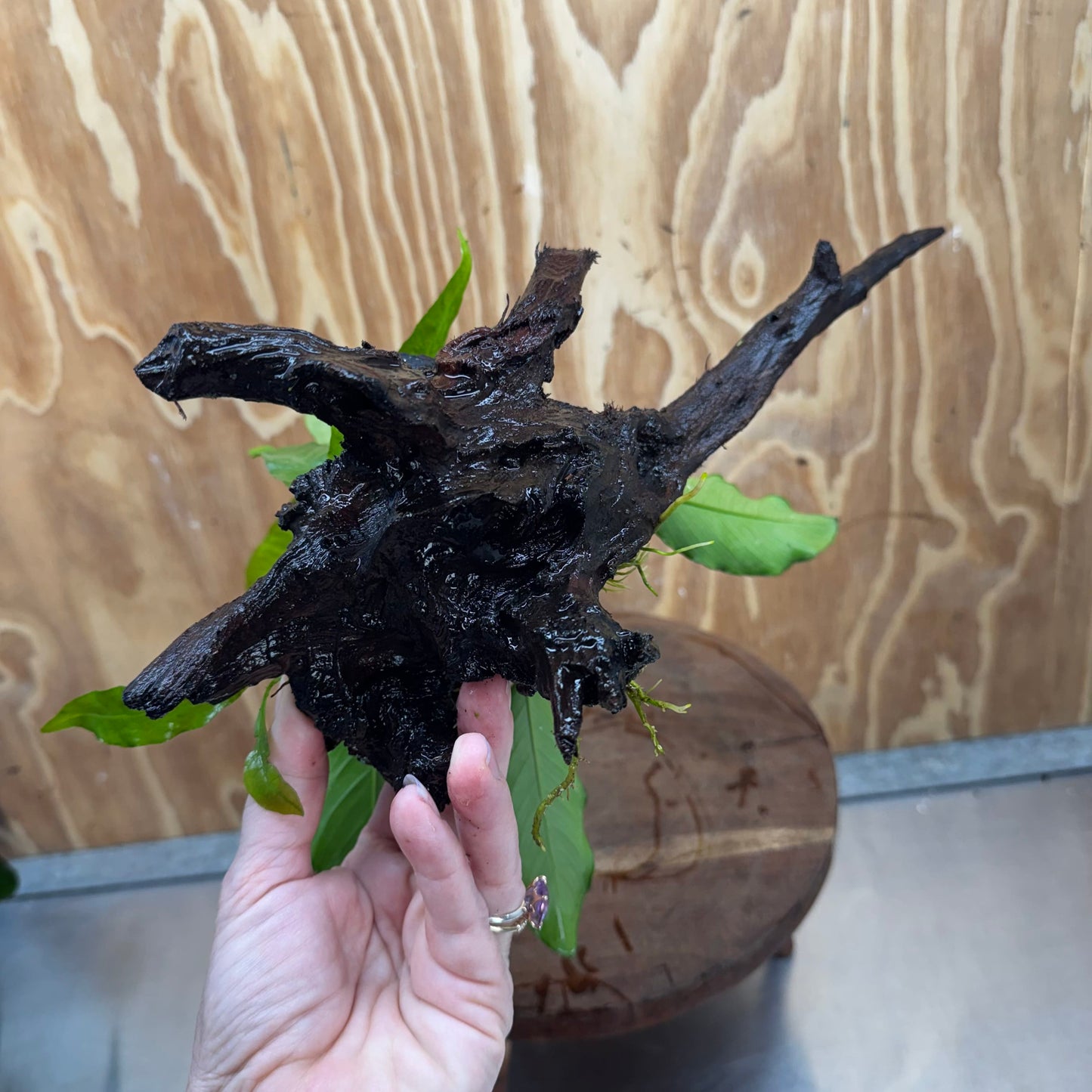Scapeshop.com.au One Only Anubias Angela & Microsorum 'Indo'(Java Fern) Driftwood Creation - One Only - Happy Anubias Angela & Microsorum 'Indo'(Java Fern) Driftwood Creation - One Only - Happy