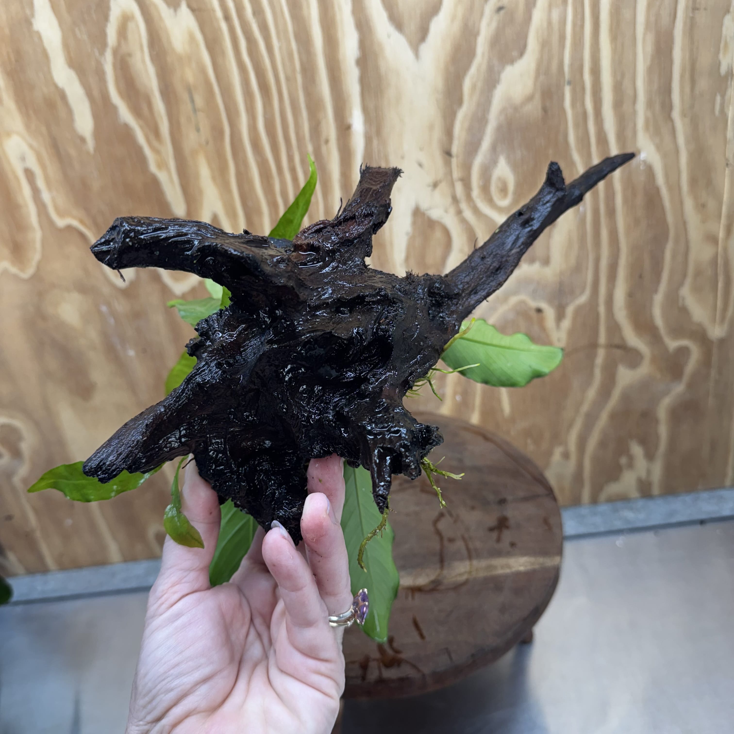 Scapeshop.com.au One Only Anubias Angela & Microsorum 'Indo'(Java Fern) Driftwood Creation - One Only - Happy Anubias Angela & Microsorum 'Indo'(Java Fern) Driftwood Creation - One Only - Happy