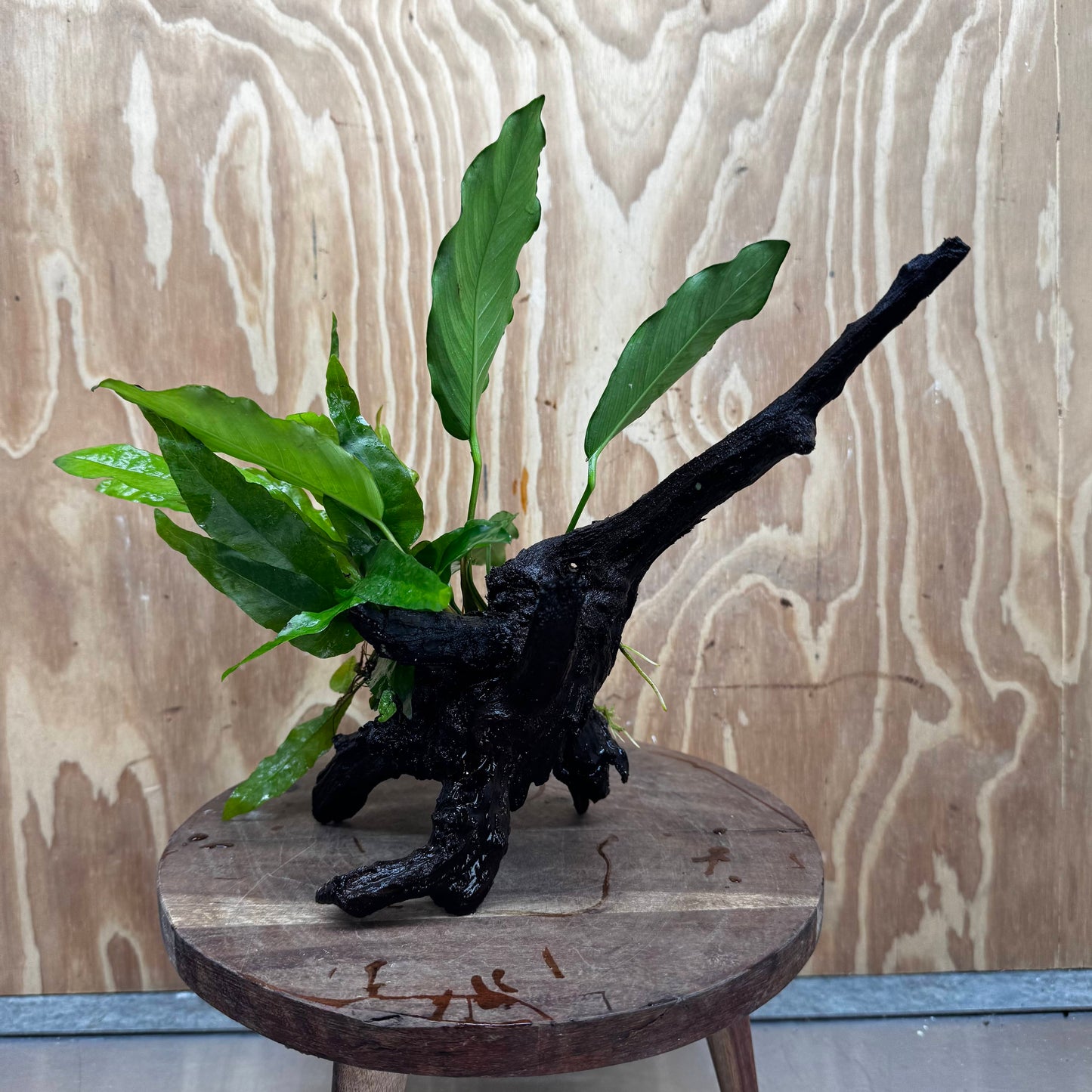 Scapeshop.com.au One Only Anubias Angela & Microsorum 'Indo'(Java Fern) Driftwood Creation - One Only - Happy Anubias Angela & Microsorum 'Indo'(Java Fern) Driftwood Creation - One Only - Happy