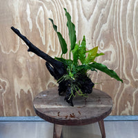 Scapeshop.com.au One Only Anubias Angela & Microsorum 'Indo'(Java Fern) Driftwood Creation - One Only - Happy Anubias Angela & Microsorum 'Indo'(Java Fern) Driftwood Creation - One Only - Happy