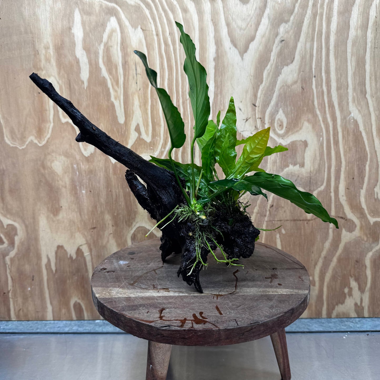 Scapeshop.com.au One Only Anubias Angela & Microsorum 'Indo'(Java Fern) Driftwood Creation - One Only - Happy Anubias Angela & Microsorum 'Indo'(Java Fern) Driftwood Creation - One Only - Happy