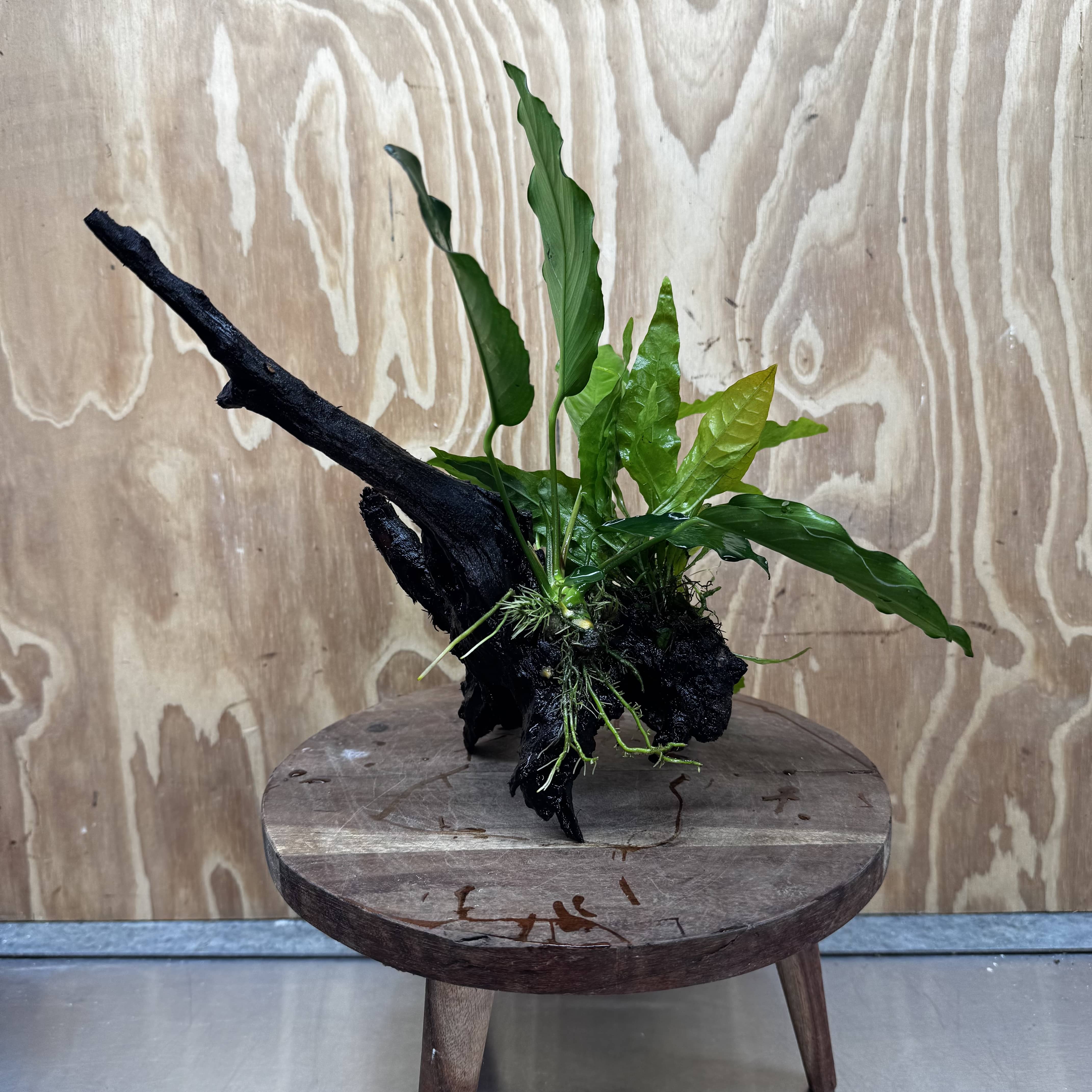 Scapeshop.com.au One Only Anubias Angela & Microsorum 'Indo'(Java Fern) Driftwood Creation - One Only - Happy Anubias Angela & Microsorum 'Indo'(Java Fern) Driftwood Creation - One Only - Happy