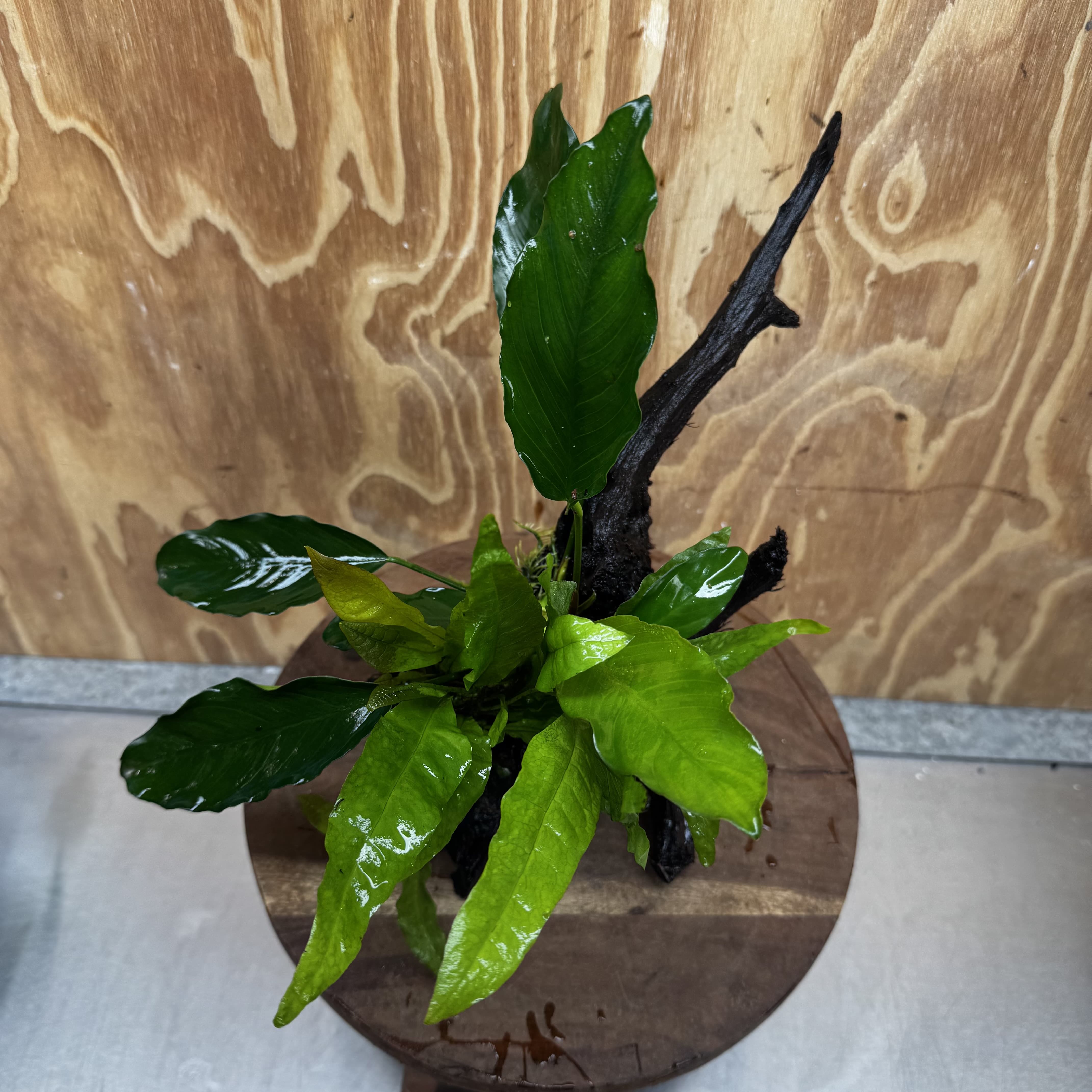 Scapeshop.com.au One Only Anubias Angela & Microsorum 'Indo'(Java Fern) Driftwood Creation - One Only - Happy Anubias Angela & Microsorum 'Indo'(Java Fern) Driftwood Creation - One Only - Happy