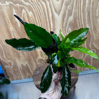 Scapeshop.com.au One Only Anubias Angela & Microsorum 'Indo'(Java Fern) Driftwood Creation - One Only - Happy Anubias Angela & Microsorum 'Indo'(Java Fern) Driftwood Creation - One Only - Happy