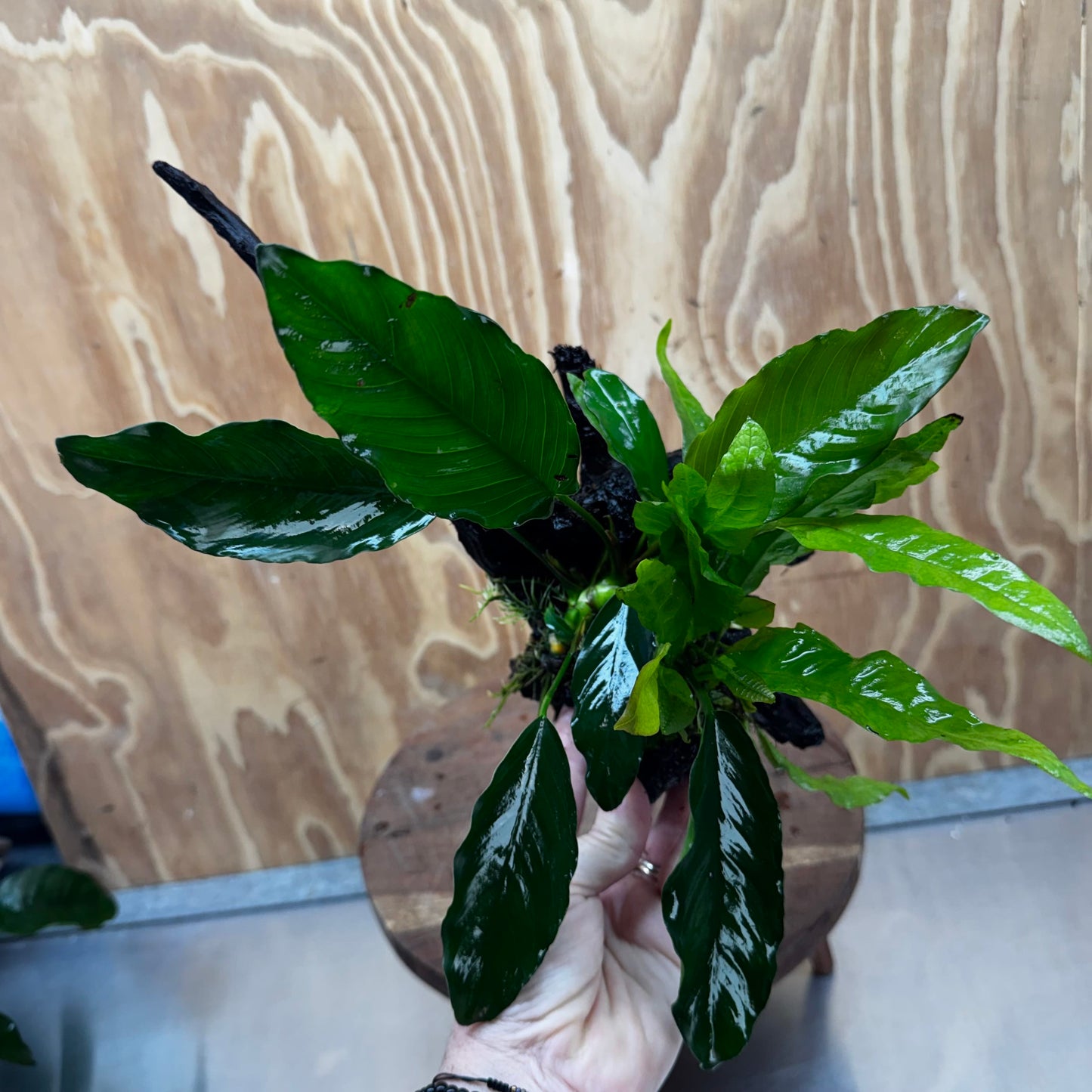 Scapeshop.com.au One Only Anubias Angela & Microsorum 'Indo'(Java Fern) Driftwood Creation - One Only - Happy Anubias Angela & Microsorum 'Indo'(Java Fern) Driftwood Creation - One Only - Happy