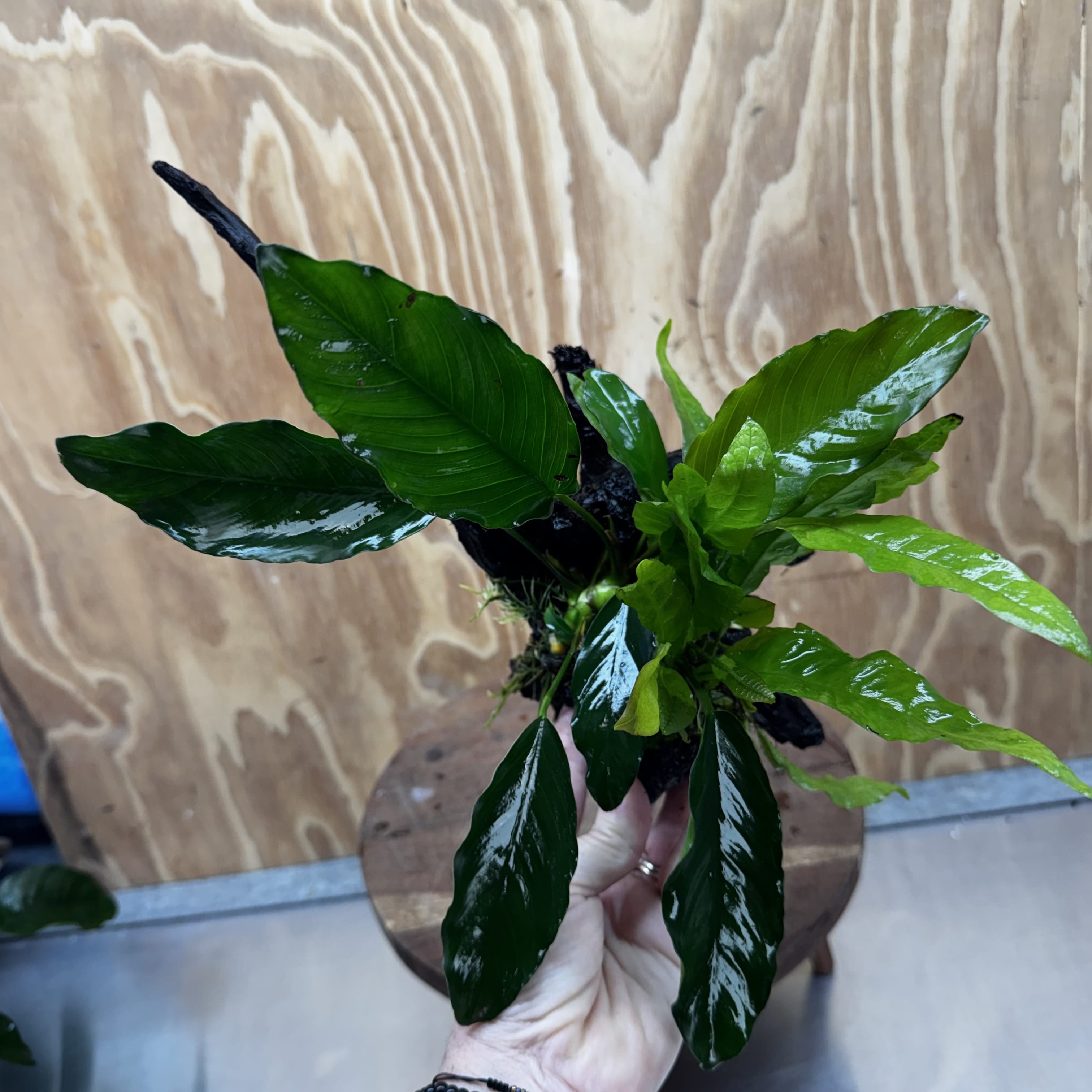 Scapeshop.com.au One Only Anubias Angela & Microsorum 'Indo'(Java Fern) Driftwood Creation - One Only - Happy Anubias Angela & Microsorum 'Indo'(Java Fern) Driftwood Creation - One Only - Happy
