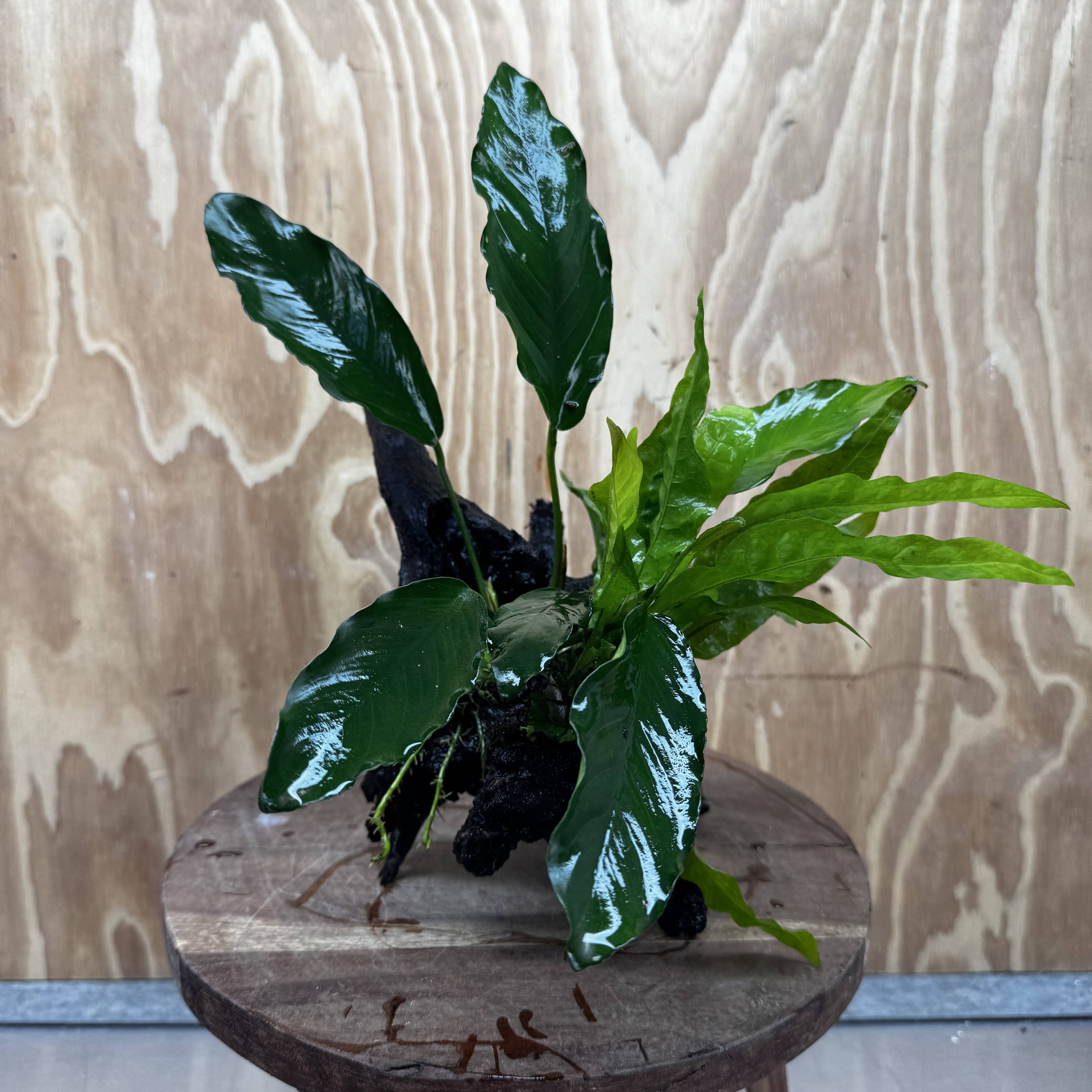 Scapeshop.com.au One Only Anubias Angela & Microsorum 'Indo'(Java Fern) Driftwood Creation - One Only - Happy Anubias Angela & Microsorum 'Indo'(Java Fern) Driftwood Creation - One Only - Happy