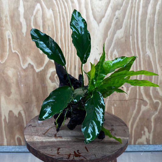 Scapeshop.com.au One Only Anubias Angela & Microsorum 'Indo'(Java Fern) Driftwood Creation - One Only - Happy Anubias Angela & Microsorum 'Indo'(Java Fern) Driftwood Creation - One Only - Happy