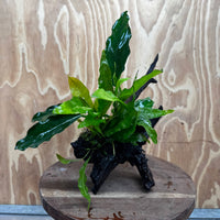 Scapeshop.com.au One Only Anubias Angela & Microsorum 'Indo'(Java Fern) Driftwood Creation - One Only - Happy Anubias Angela & Microsorum 'Indo'(Java Fern) Driftwood Creation - One Only - Happy