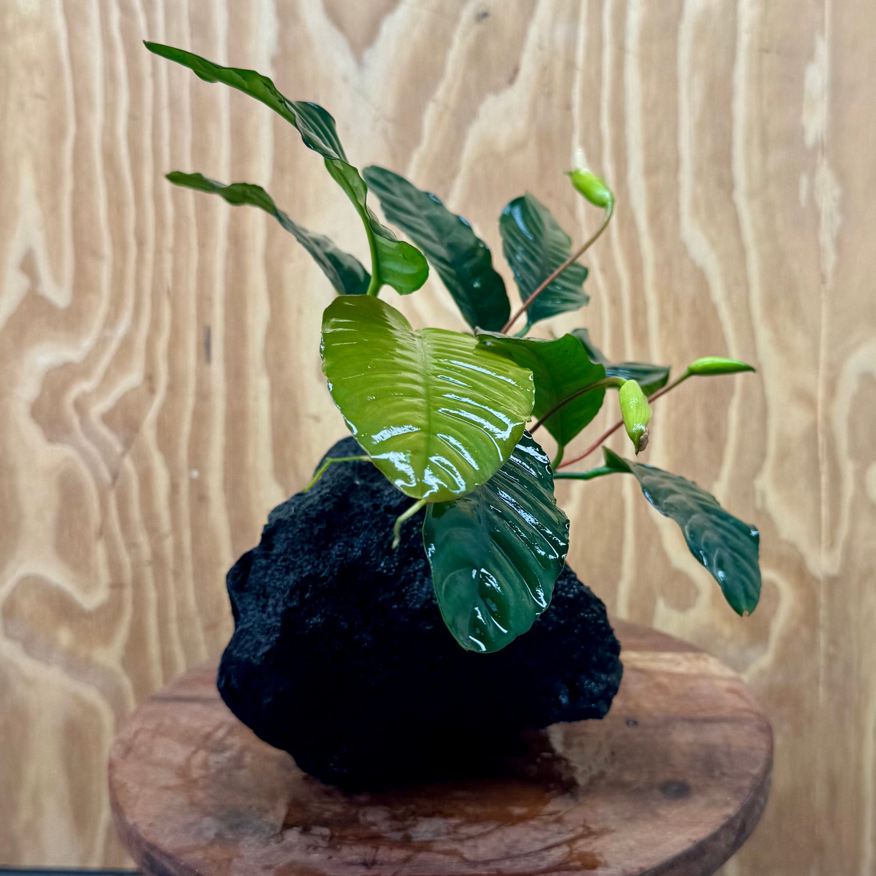 Pisces Enterprises One Only Anubias Angela on Large Black Lava Rock Creation - One Only Shop for Anubias Angela on Large Black Lava Rock Creation - One Only