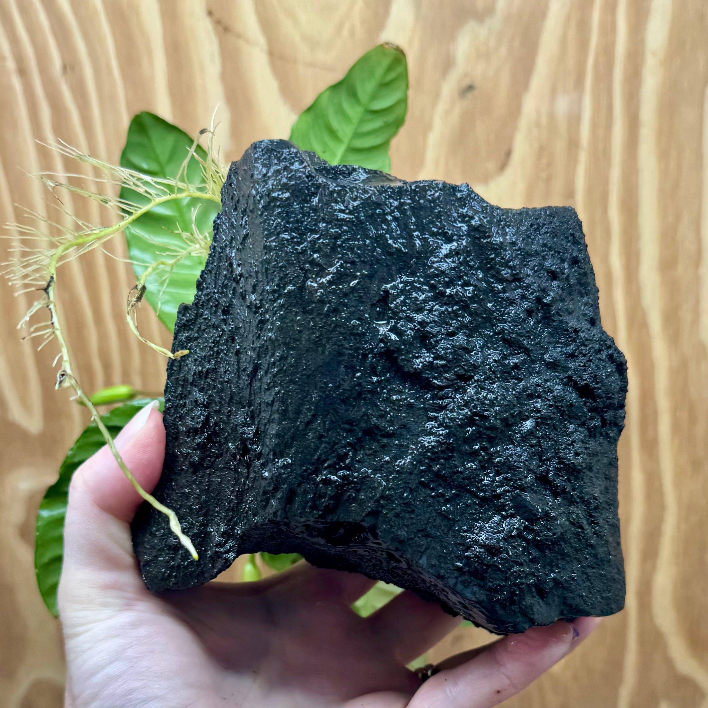 Pisces Enterprises One Only Anubias Angela on Large Black Lava Rock Creation - One Only Shop for Anubias Angela on Large Black Lava Rock Creation - One Only