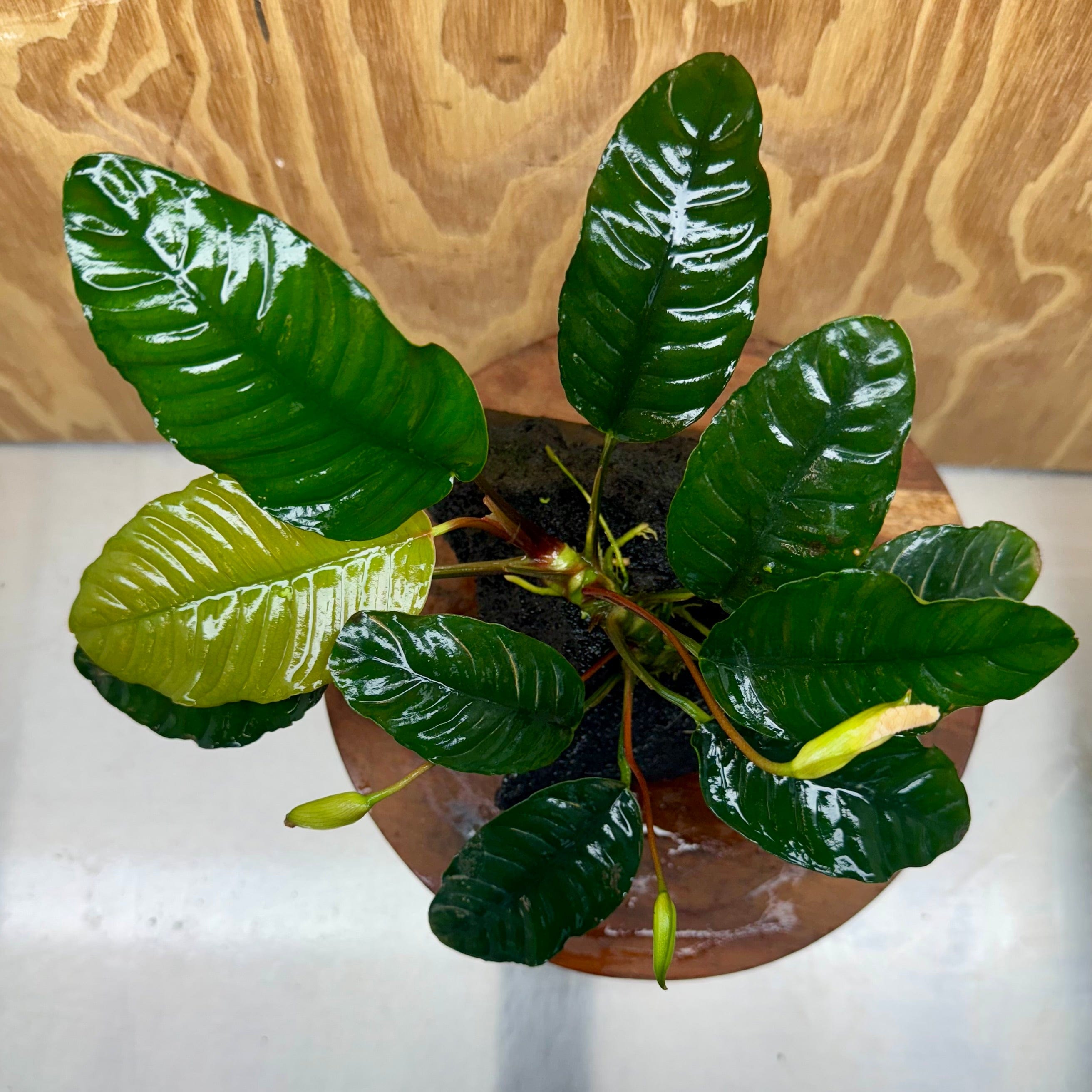Pisces Enterprises One Only Anubias Angela on Large Black Lava Rock Creation - One Only Shop for Anubias Angela on Large Black Lava Rock Creation - One Only