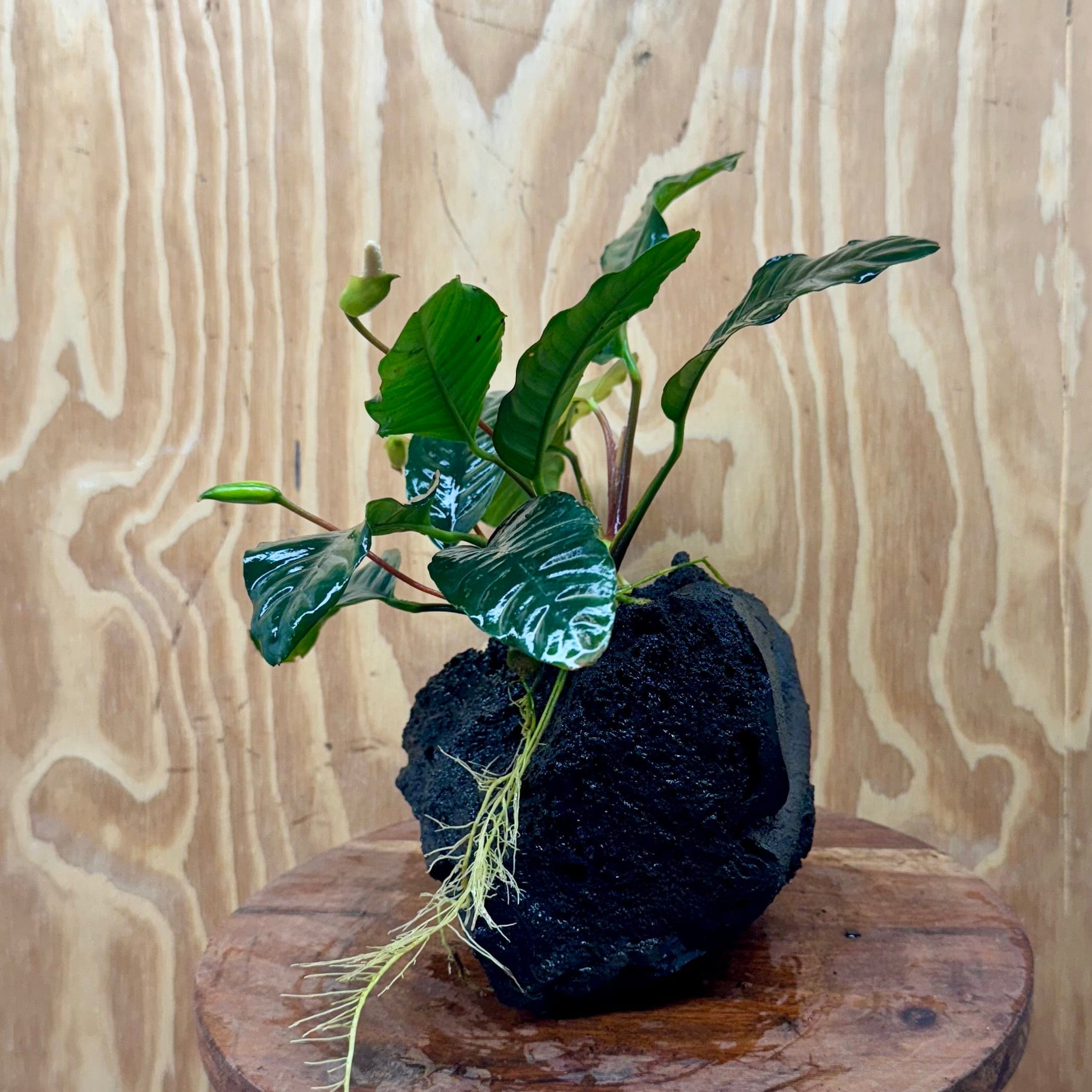 Pisces Enterprises One Only Anubias Angela on Large Black Lava Rock Creation - One Only Shop for Anubias Angela on Large Black Lava Rock Creation - One Only