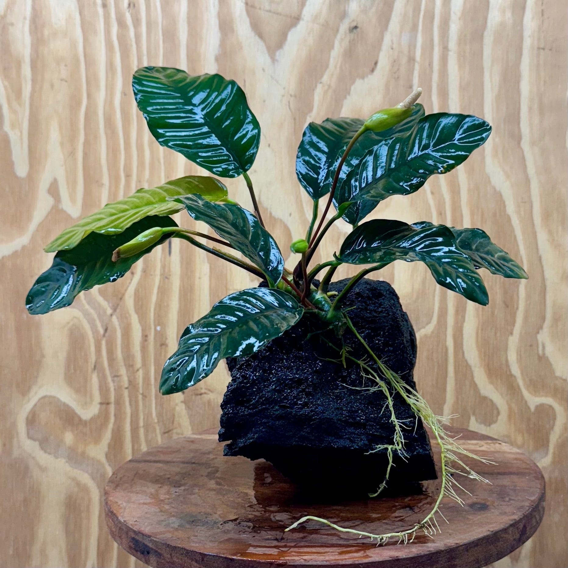 Pisces Enterprises One Only Anubias Angela on Large Black Lava Rock Creation - One Only Shop for Anubias Angela on Large Black Lava Rock Creation - One Only