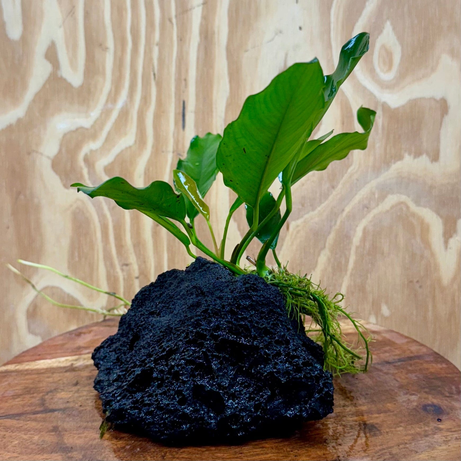 Pisces Enterprises One Only Anubias Angela on Large Black Lava Rock Creation - One Only Shop for Anubias Angela on Large Black Lava Rock Creation - One Only