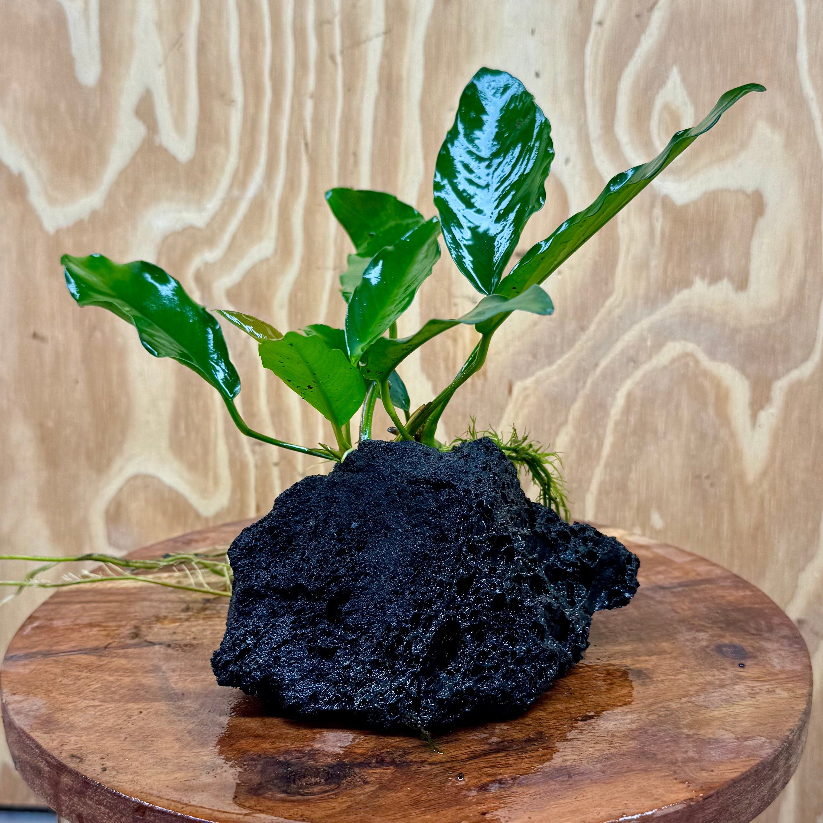 Pisces Enterprises One Only Anubias Angela on Large Black Lava Rock Creation - One Only Shop for Anubias Angela on Large Black Lava Rock Creation - One Only