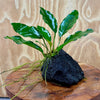 Pisces Enterprises One Only Anubias Angela on Large Black Lava Rock Creation - One Only Shop for Anubias Angela on Large Black Lava Rock Creation - One Only