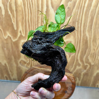 Pisces Enterprises One Only Anubias 'Angela' on Medium Driftwood Creation - One Only - Dramatic Anubias Angela on Medium Driftwood - ONE ONLY - Scapeshop Australia