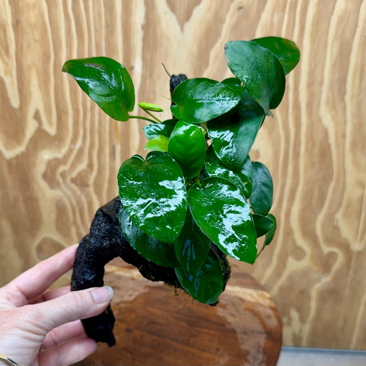 Pisces Enterprises One Only Anubias 'Angela' on Medium Driftwood Creation - One Only - Dramatic Anubias Angela on Medium Driftwood - ONE ONLY - Scapeshop Australia