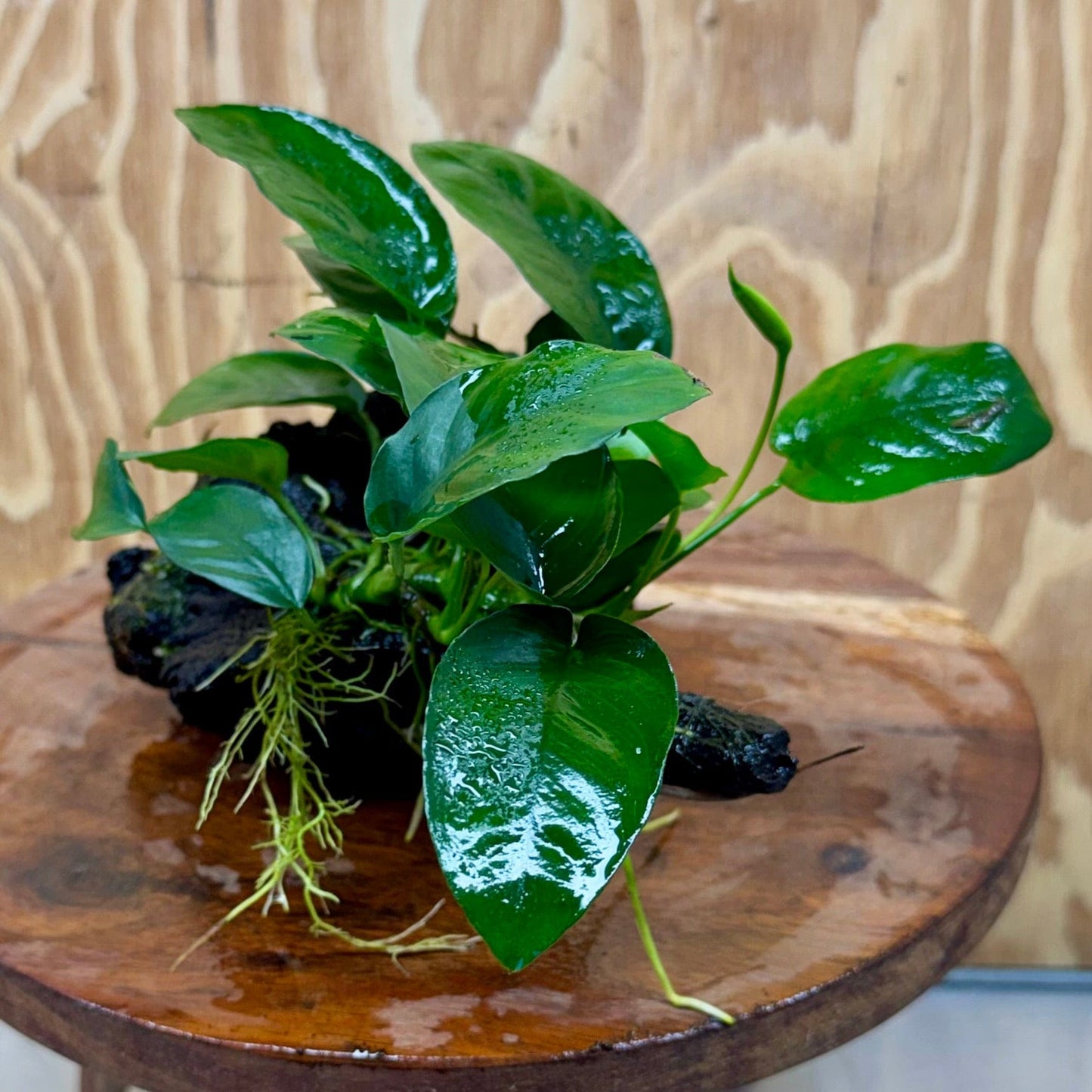 Pisces Enterprises One Only Anubias 'Angela' on Medium Driftwood Creation - One Only - Dramatic Anubias Angela on Medium Driftwood - ONE ONLY - Scapeshop Australia