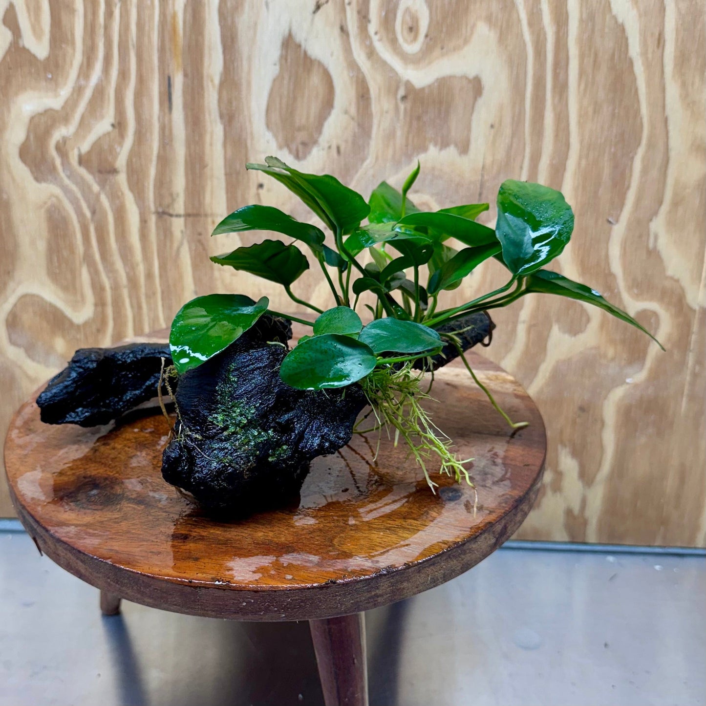 Pisces Enterprises One Only Anubias 'Angela' on Medium Driftwood Creation - One Only - Dramatic Anubias Angela on Medium Driftwood - ONE ONLY - Scapeshop Australia