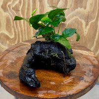 Pisces Enterprises One Only Anubias 'Angela' on Medium Driftwood Creation - One Only - Dramatic Anubias Angela on Medium Driftwood - ONE ONLY - Scapeshop Australia