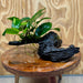 Pisces Enterprises One Only Anubias 'Angela' on Medium Driftwood Creation - One Only - Dramatic Anubias Angela on Medium Driftwood - ONE ONLY - Scapeshop Australia