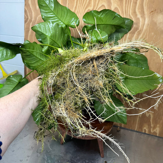 Pisces Enterprises One Only Anubias Barteri Big Daddy Plant - Extra-special, Advanced Plant - One Only Anubias Big Daddy Plants - Aquarium Plants Australia Scapeshop
