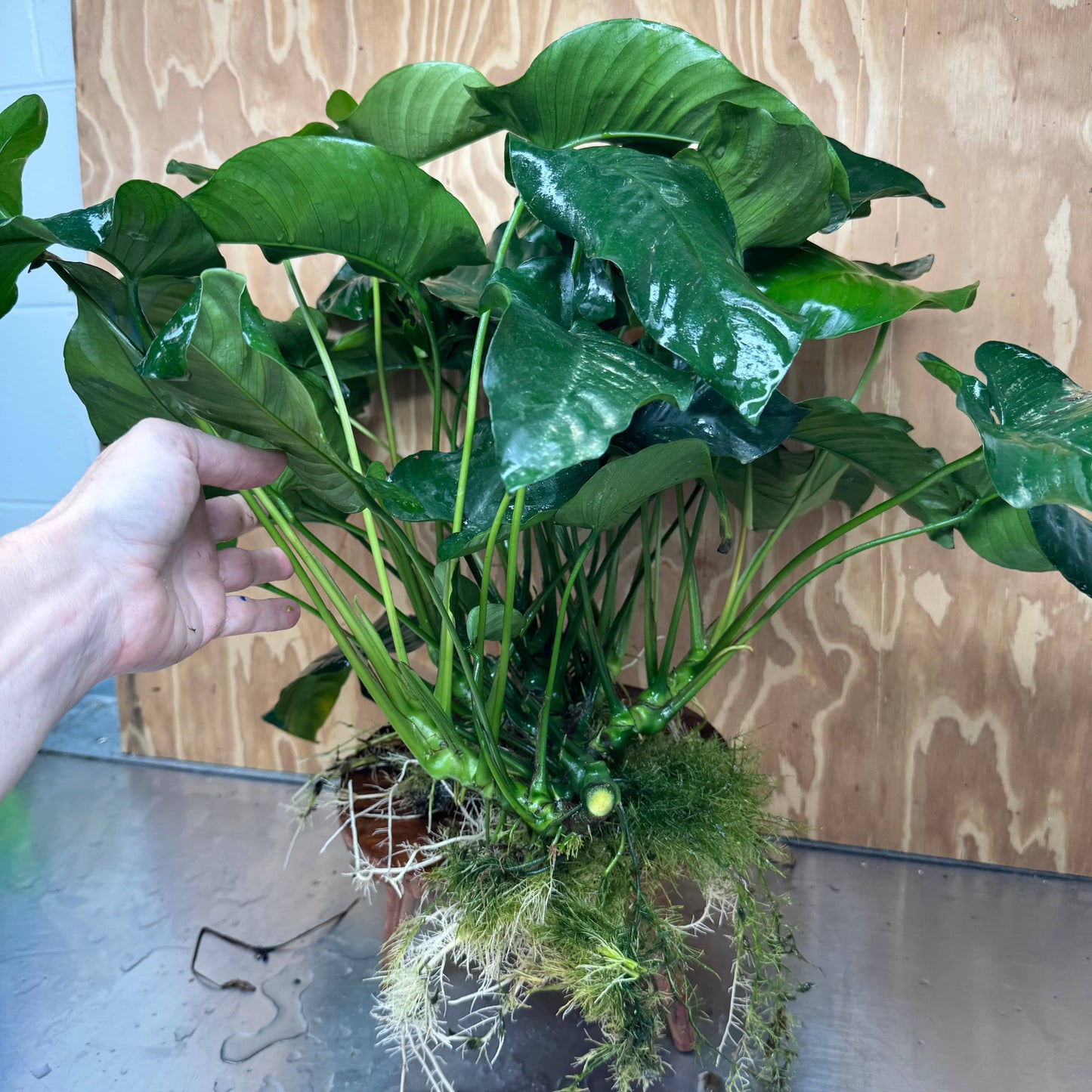 Pisces Enterprises One Only Anubias Barteri Big Daddy Plant - Extra-special, Advanced Plant - One Only Anubias Big Daddy Plants - Aquarium Plants Australia Scapeshop