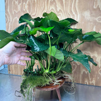Pisces Enterprises One Only Anubias Barteri Big Daddy Plant - Extra-special, Advanced Plant - One Only Anubias Big Daddy Plants - Aquarium Plants Australia Scapeshop