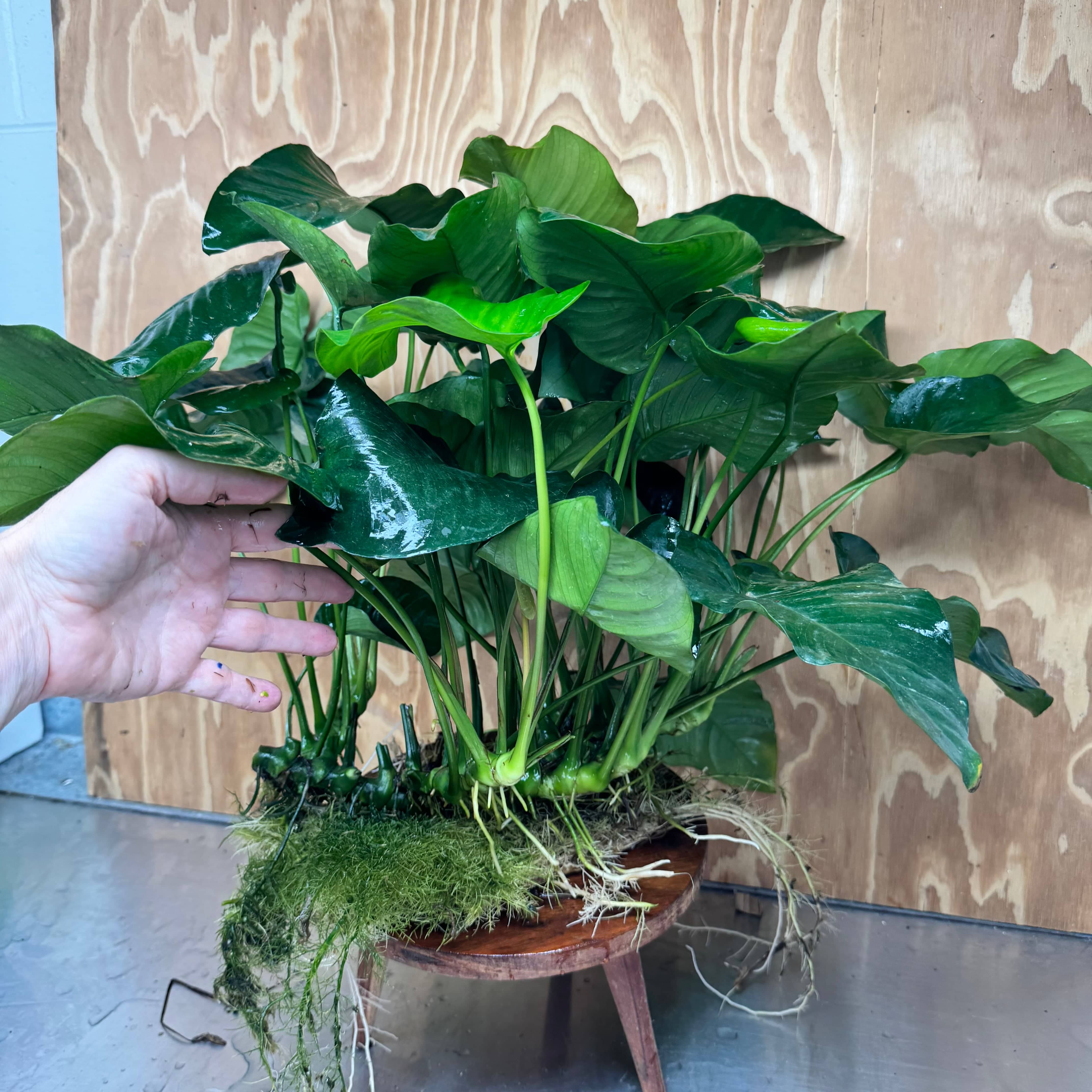 Pisces Enterprises One Only Anubias Barteri Big Daddy Plant - Extra-special, Advanced Plant - One Only Anubias Big Daddy Plants - Aquarium Plants Australia Scapeshop