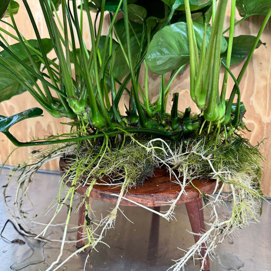 Pisces Enterprises One Only Anubias Barteri Big Daddy Plant - Extra-special, Advanced Plant - One Only Anubias Big Daddy Plants - Aquarium Plants Australia Scapeshop