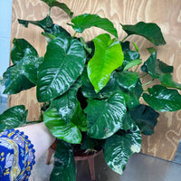 Pisces Enterprises One Only Anubias Barteri Big Daddy Plant - Extra-special, Advanced Plant - One Only Anubias Big Daddy Plants - Aquarium Plants Australia Scapeshop