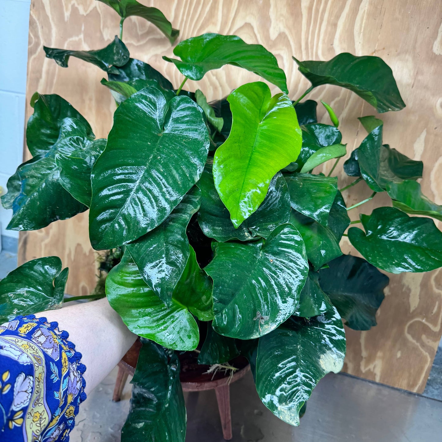 Pisces Enterprises One Only Anubias Barteri Big Daddy Plant - Extra-special, Advanced Plant - One Only Anubias Big Daddy Plants - Aquarium Plants Australia Scapeshop