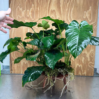 Pisces Enterprises One Only Anubias Barteri Big Daddy Plant - Extra-special, Advanced Plant - One Only Anubias Big Daddy Plants - Aquarium Plants Australia Scapeshop