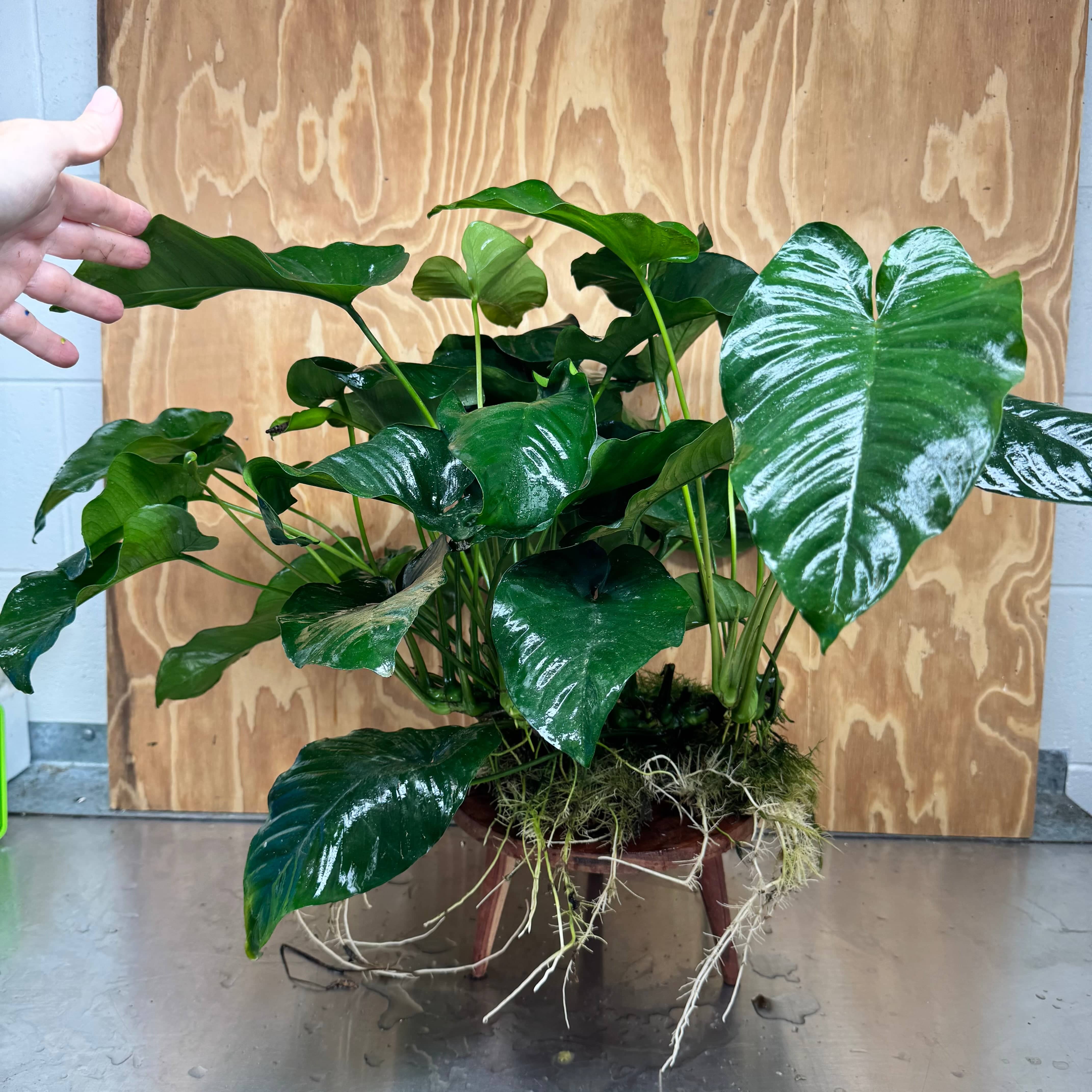 Pisces Enterprises One Only Anubias Barteri Big Daddy Plant - Extra-special, Advanced Plant - One Only Anubias Big Daddy Plants - Aquarium Plants Australia Scapeshop