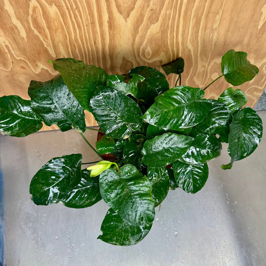 Pisces Enterprises One Only Anubias Barteri Mother Plant - Extra-special, Advanced Plant - One Only Buy this Anubias Barteri Mother Plant - Scapeshop Aquarium Australia